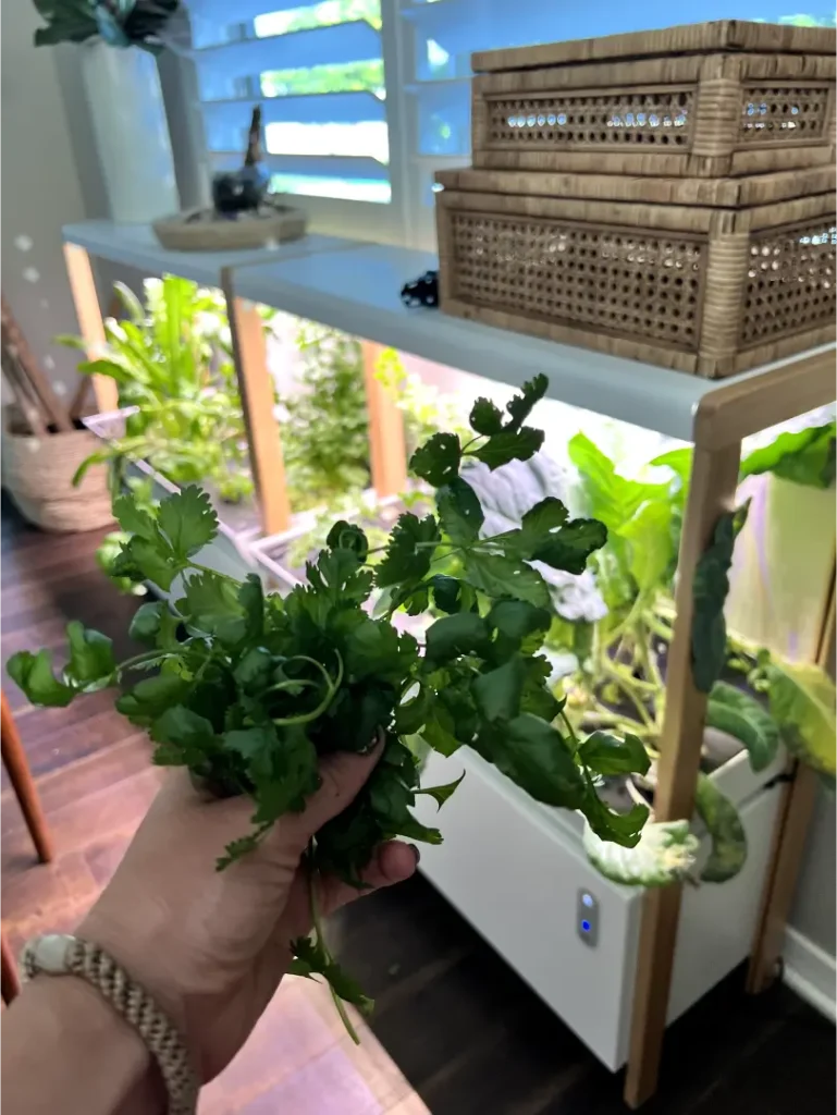 cilantro harvest 1 769x1024