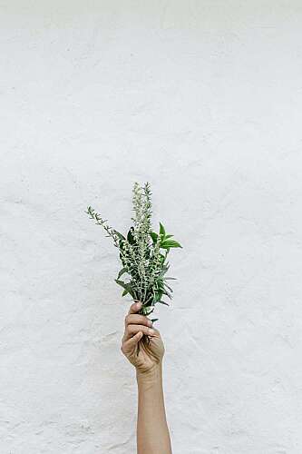 Exploring the World of Adaptogens: Herbs for Stress Reduction and Energy
