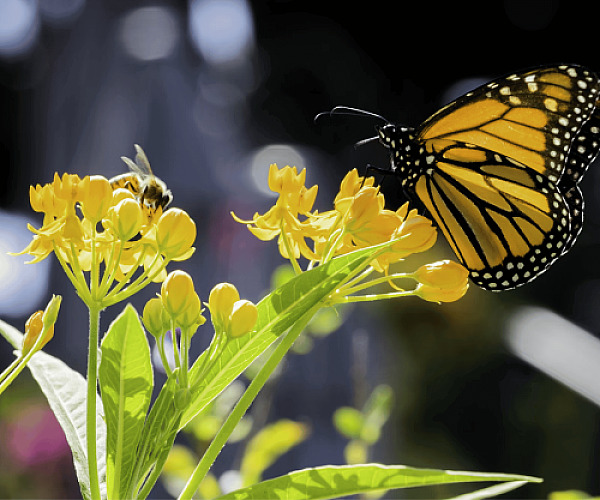 The Buzz About Pollinators: 3 Reasons to Attract Them to Your Garden & How to Do It