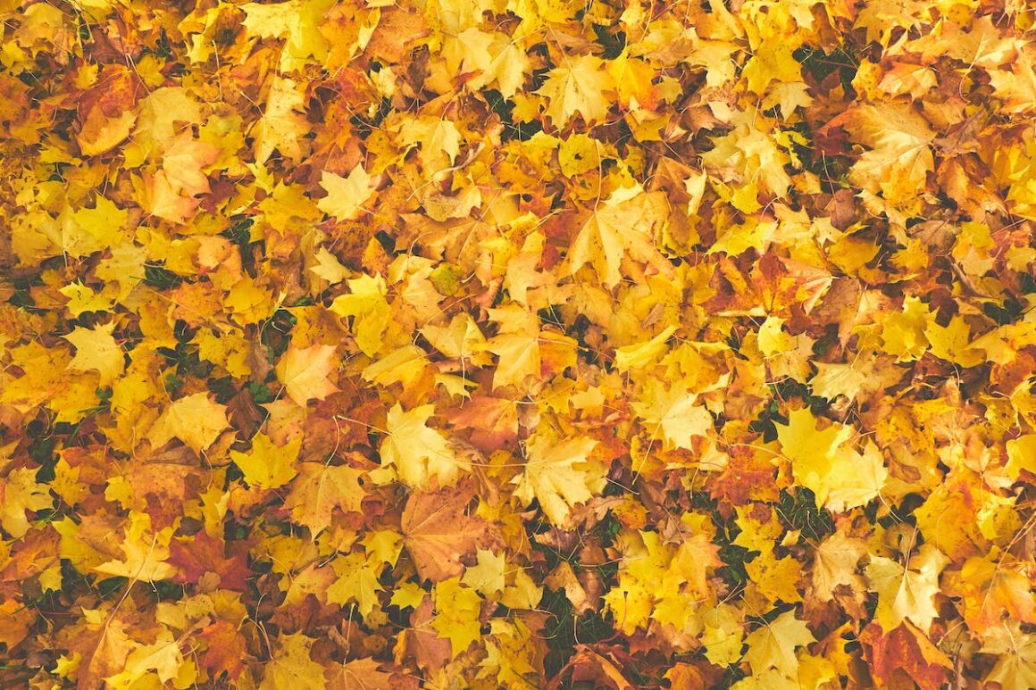 pexels kadri vosumae 756903 1160x773