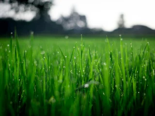 Lawn Close Up