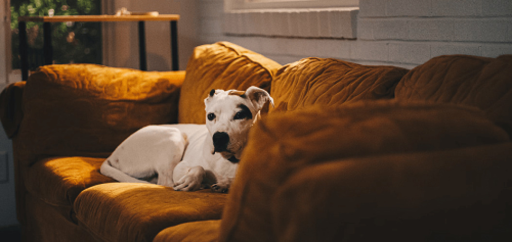 How to Create a Comfortable Pet-Friendly Home (That’s Still Stylish)