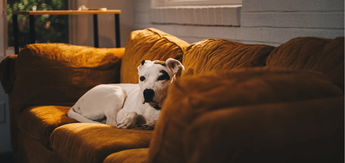 How to Create a Comfortable Pet-Friendly Home (That’s Still Stylish)