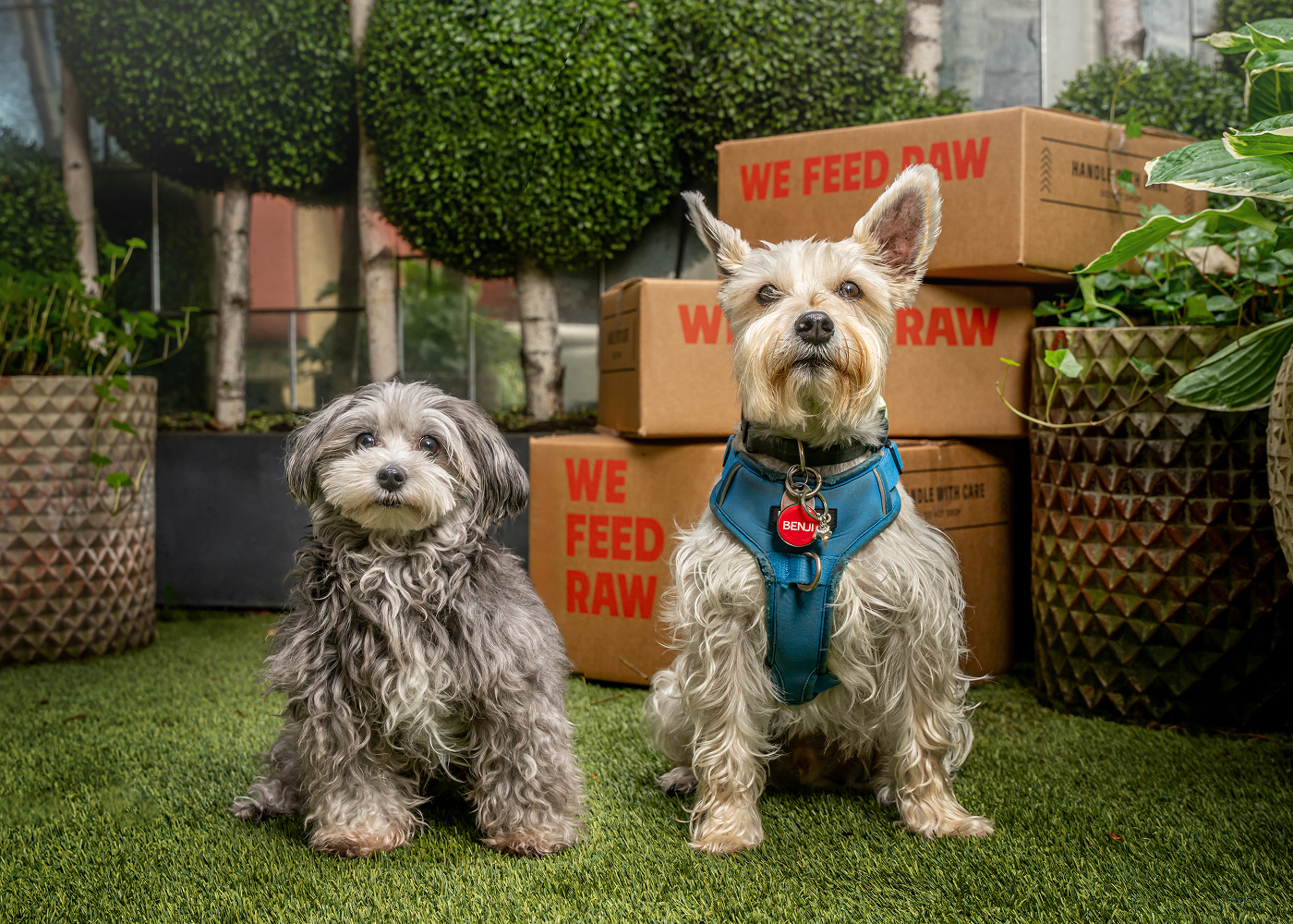 6 Signs Your Dog&rsquo;s Digestive Problems Are Signaling the Need for a Species-Appropriate Diet