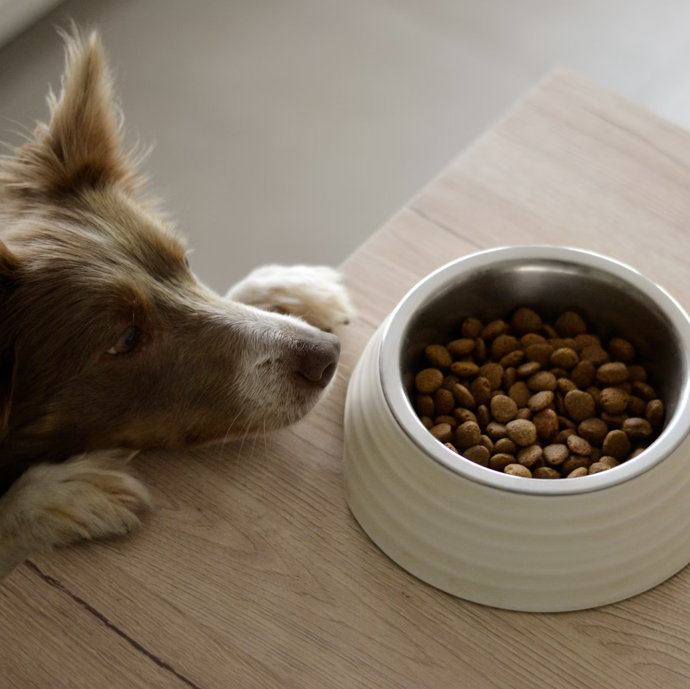 Dog Kibble 101: What Every Pup Parent Should Know