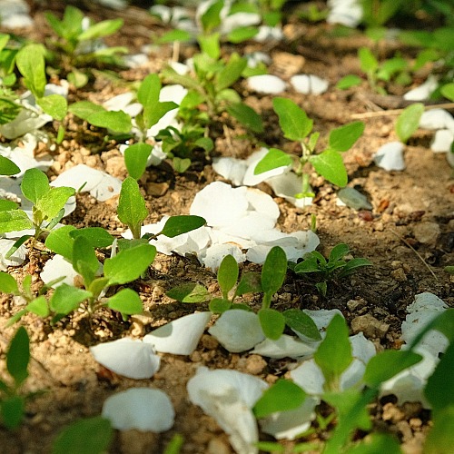 How to Make Fertilizer From Kitchen Scraps