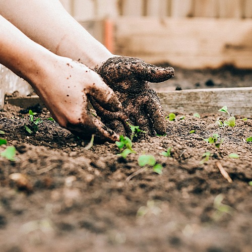 What Should a First Vegetable Garden Look Like? A Layout That Sets You Up to Succeed