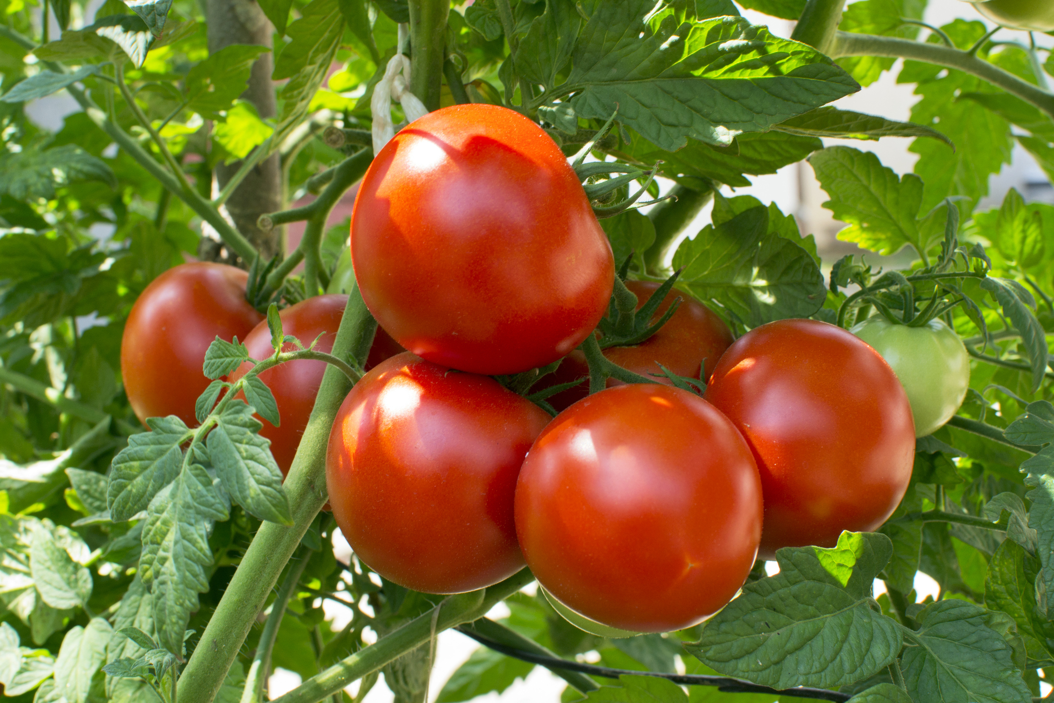 Cluster of ripe red tomatoes on a vine with green leaves